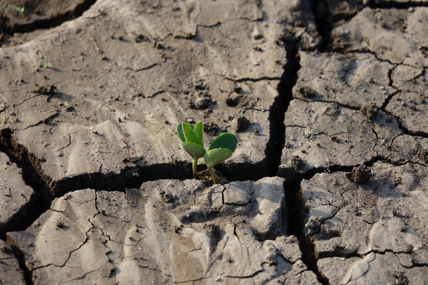 Cum va fi afectată producția agricolă de schimbările climatice în continuare