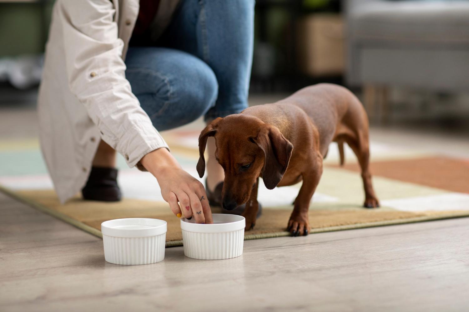 Ghid complet pentru alegerea hranei potrivite pentru câini: Sănătate și bunăstare în farfurie
