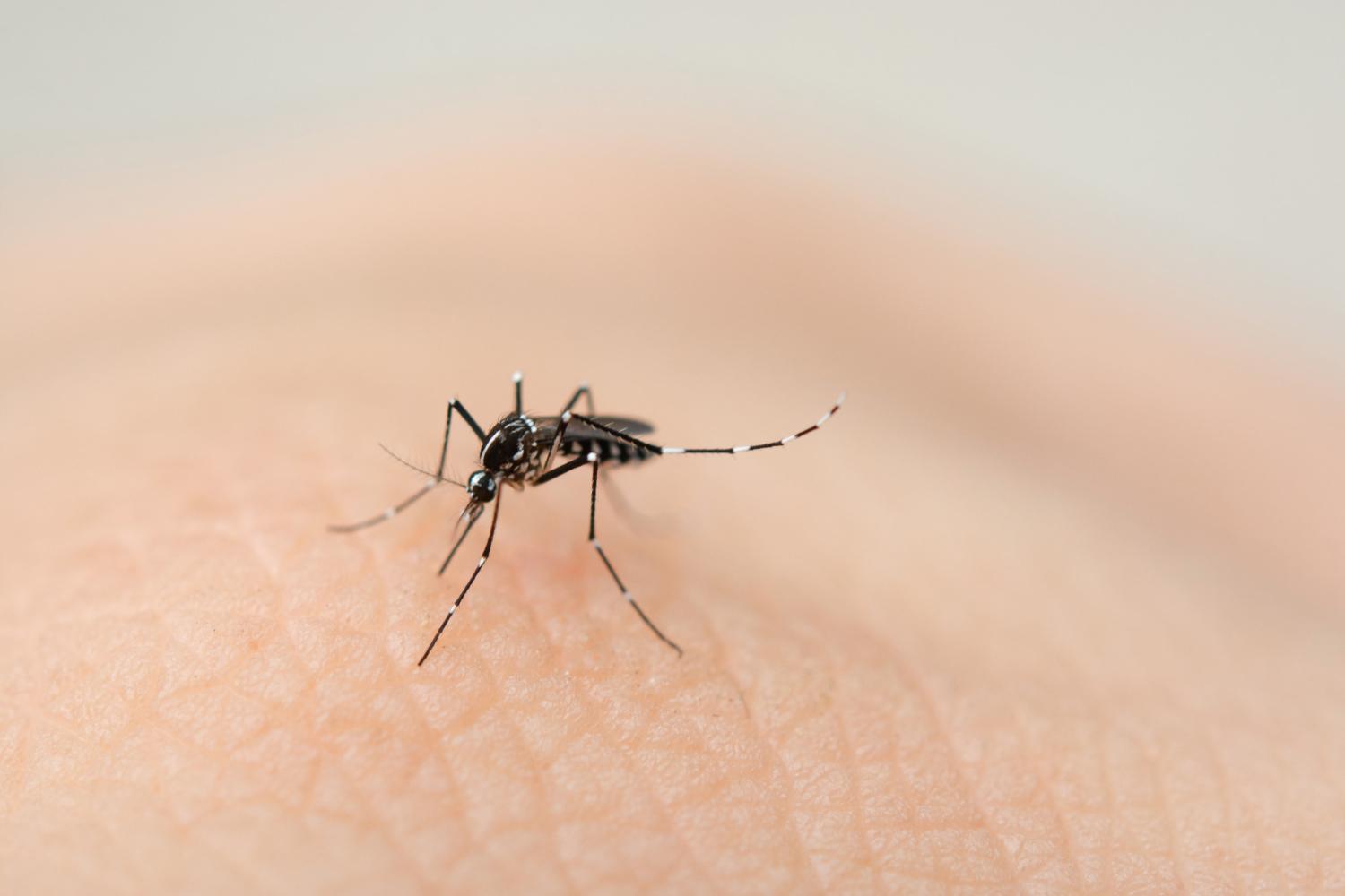 Malaria: O Luptă Continuă împotriva Bolii Parazitare Mortale